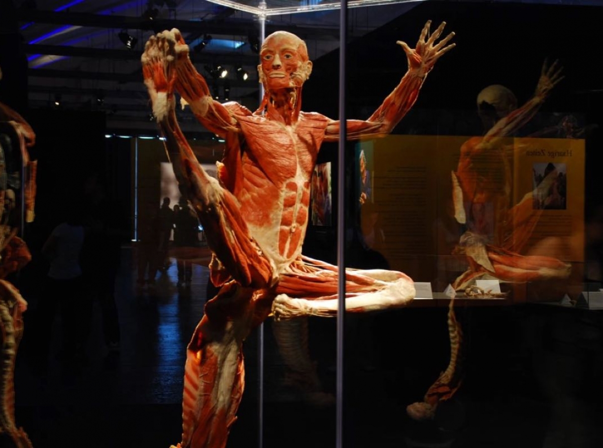 Anatomiczna Wystawa BODY WORLDS – VITAL we Wrocławiu już otwarta!